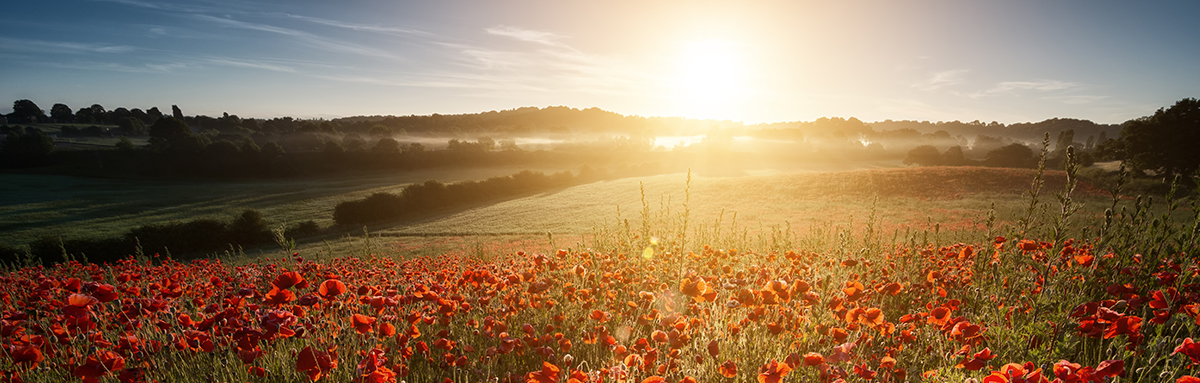 Poppies