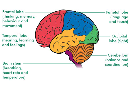 Parts of the brain