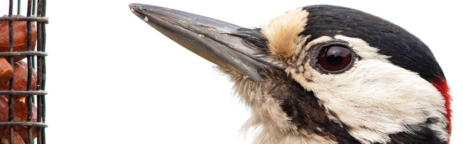 A close up image of a woodpecker, close to a bird feeder full of nuts.