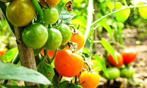 Tomatoes growing