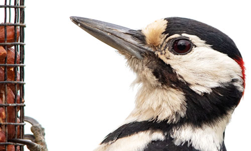 A close up image of a woodpecker, close to a bird feeder full of nuts.